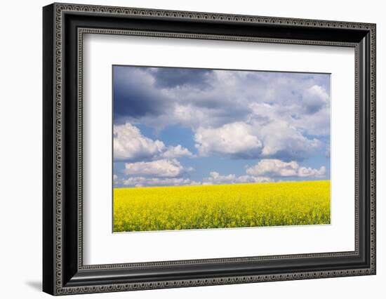 Czech Republic, Bohemia, Canola Field and Clouds-Rob Tilley-Framed Photographic Print