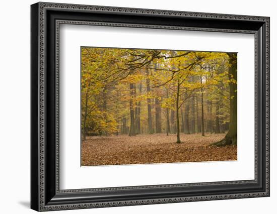 Czech Republic, Bohemia, Lany. Autumn in the Krivoklat Woods-Emily Wilson-Framed Photographic Print