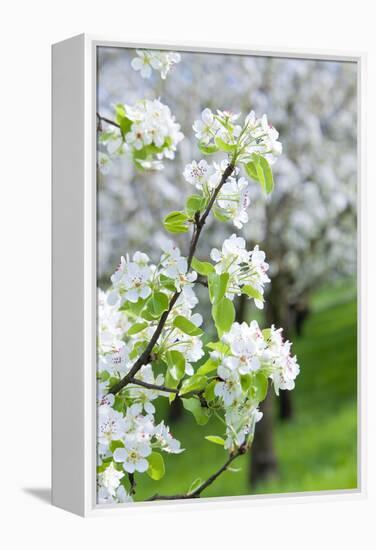 Czech Republic, Prague - Cherry Trees in Blossom on Petrin Hill in Spring-null-Framed Premier Image Canvas