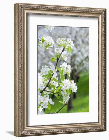 Czech Republic, Prague - Cherry Trees in Blossom on Petrin Hill in Spring-null-Framed Photographic Print