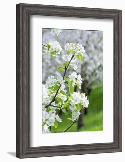 Czech Republic, Prague - Cherry Trees in Blossom on Petrin Hill in Spring-null-Framed Photographic Print