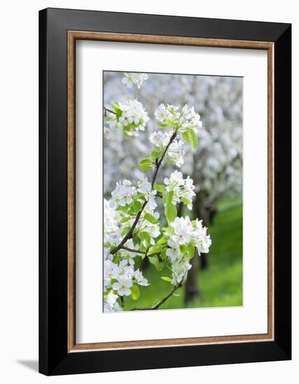 Czech Republic, Prague - Cherry Trees in Blossom on Petrin Hill in Spring-null-Framed Photographic Print