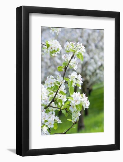 Czech Republic, Prague - Cherry Trees in Blossom on Petrin Hill in Spring-null-Framed Photographic Print