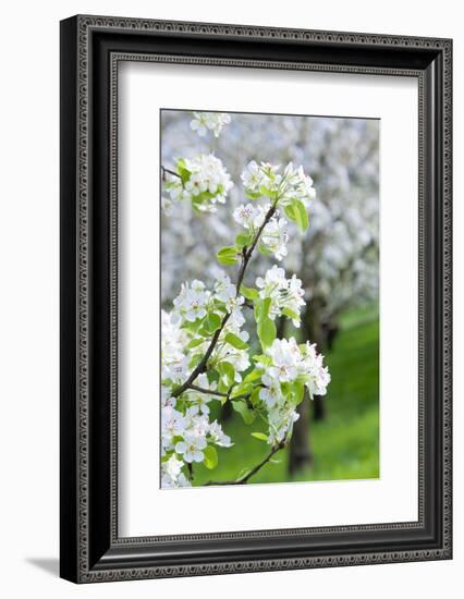 Czech Republic, Prague - Cherry Trees in Blossom on Petrin Hill in Spring--Framed Photographic Print