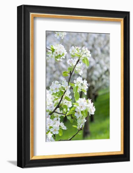 Czech Republic, Prague - Cherry Trees in Blossom on Petrin Hill in Spring-null-Framed Photographic Print