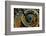 Czech Republic, Prague. Close-up of astronomical clock in Old Town Square.-Jaynes Gallery-Framed Photographic Print