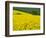 Czech Republic. Trees and canola field.-Julie Eggers-Framed Photographic Print