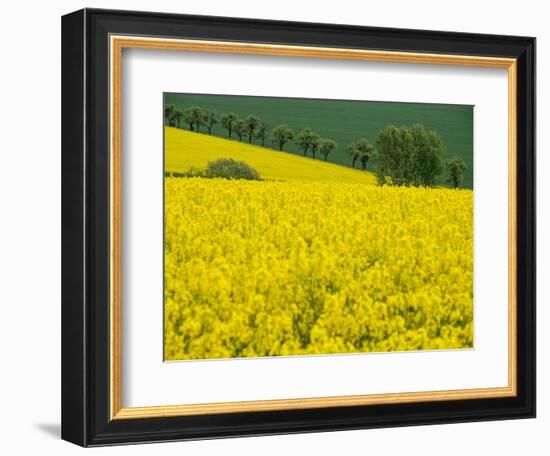 Czech Republic. Trees and canola field.-Julie Eggers-Framed Photographic Print