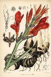 Indian Shot, Achira or Meeru, Canna Indica (Canna Edulis). Handcoloured Lithograph by Hanhart After-D Blair-Giclee Print