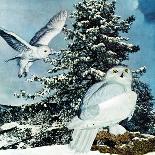 "Snowy Owls", September 14, 1957-D. Bleitz-Framed Giclee Print