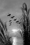 1960s WILD GEESE IN V FORMATION IN FLIGHT OVER WATER SEEN THROUGH REEDS-D Corson-Photographic Print