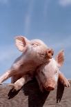 TWO PIGLETS LEANING AGAINST EACH OTHER ON FENCE RAIL-D Corson-Photographic Print