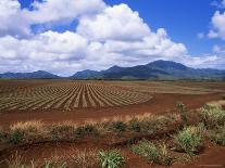 Fields of Pineapples Owned by Delmonte, Oahu, Hawaiian Islands, USA-D H Webster-Photographic Print