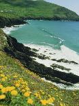 Irish Summer Colours, Dingle Peninsula, County Kerry, Munster, Republic of Ireland (Eire)-D H Webster-Photographic Print