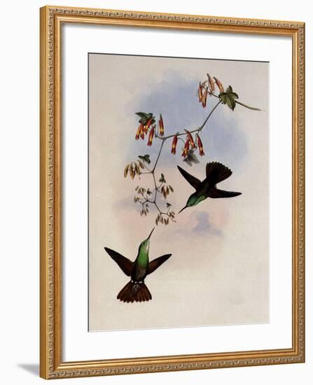 D'Oca's Amazili, Amazilia Ocai-John Gould-Framed Giclee Print