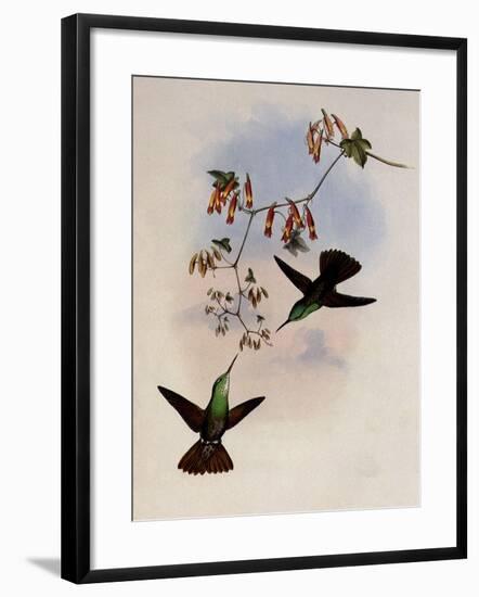 D'Oca's Amazili, Amazilia Ocai-John Gould-Framed Giclee Print