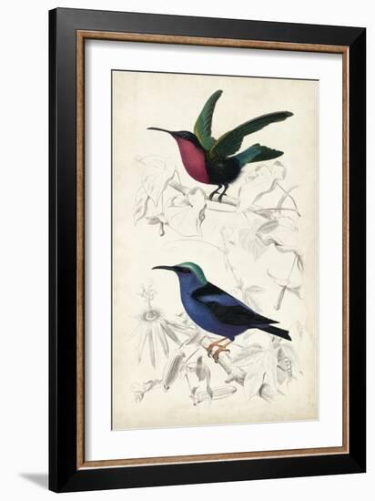 D'Orbigny Birds I-M. Charles D'Orbigny-Framed Art Print