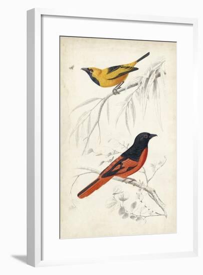 D'Orbigny Birds VIII-M. Charles D'Orbigny-Framed Art Print