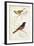D'Orbigny Birds VIII-M. Charles D'Orbigny-Framed Art Print