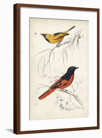 D'Orbigny Birds VIII-M. Charles D'Orbigny-Framed Art Print