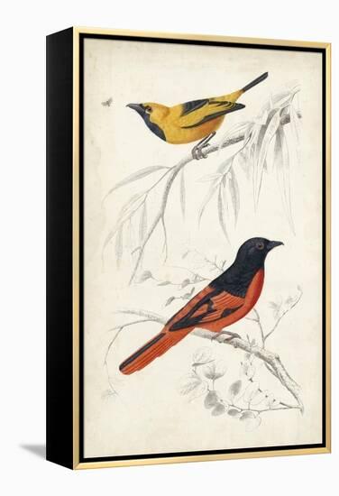 D'Orbigny Birds VIII-M. Charles D'Orbigny-Framed Stretched Canvas