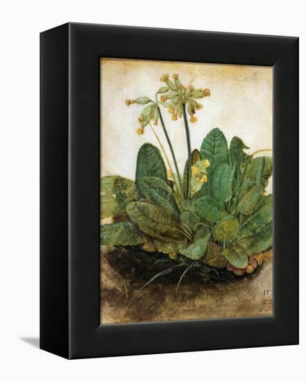 D?Rer: Tuft Of Cowslips-Albrecht Dürer-Framed Premier Image Canvas