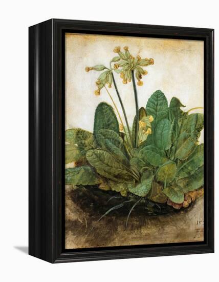 D?Rer: Tuft Of Cowslips-Albrecht Dürer-Framed Premier Image Canvas