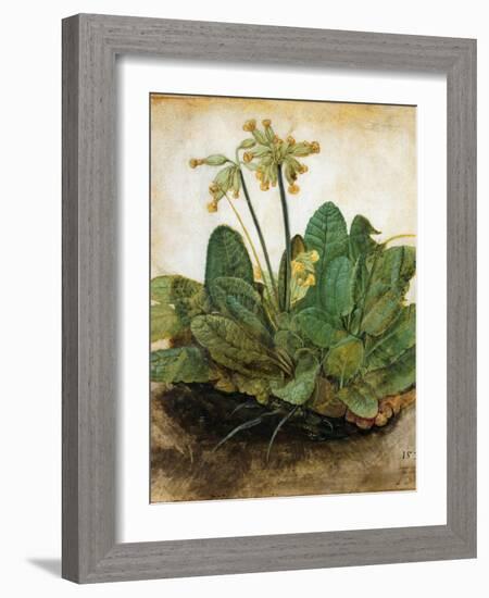 D?Rer: Tuft Of Cowslips-Albrecht Dürer-Framed Giclee Print