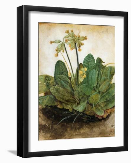 D?Rer: Tuft Of Cowslips-Albrecht Dürer-Framed Giclee Print