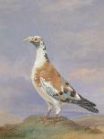 Grizzle Carrier Pigeon-D. the Younger Wolstenholme-Framed Giclee Print