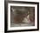 Dabfly-Lynne Davies-Framed Photographic Print