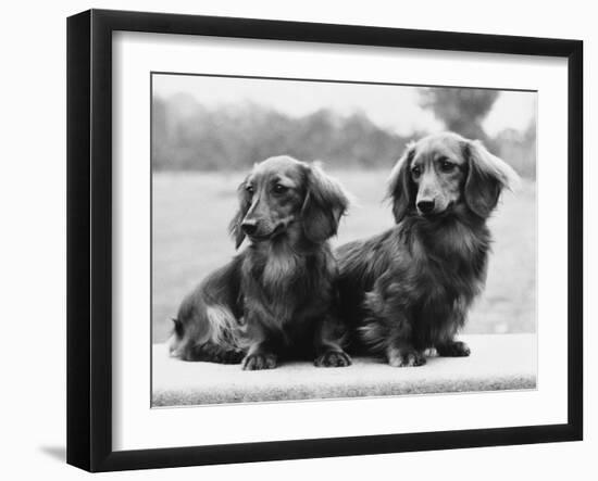 Dachshund 1975-null-Framed Photographic Print