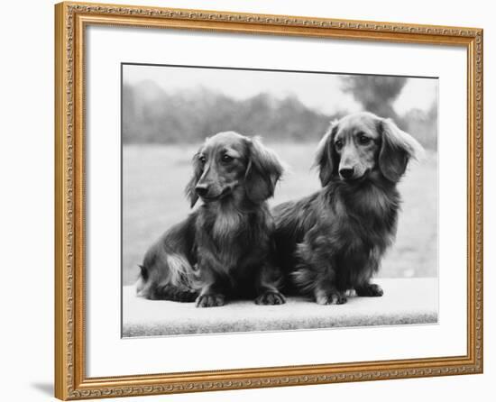 Dachshund 1975-null-Framed Photographic Print