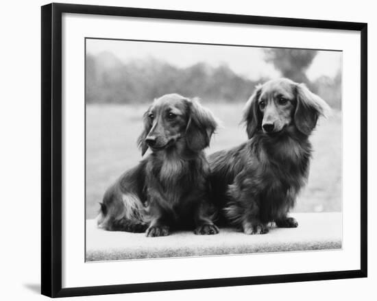 Dachshund 1975-null-Framed Photographic Print