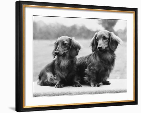 Dachshund 1975-null-Framed Photographic Print