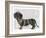 Dachshund and Pearls-Fab Funky-Framed Art Print