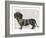 Dachshund and Pearls-Fab Funky-Framed Art Print