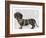 Dachshund and Pearls-Fab Funky-Framed Art Print