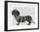 Dachshund and Pearls-Fab Funky-Framed Art Print