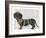 Dachshund and Pearls-Fab Funky-Framed Art Print