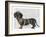 Dachshund and Pearls-Fab Funky-Framed Art Print