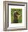 Dachshund (black and tan)-John W^ Golden-Framed Art Print