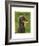 Dachshund (black and tan)-John W^ Golden-Framed Art Print