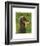 Dachshund (black and tan)-John W^ Golden-Framed Art Print