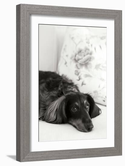 Dachshund Black and White-Karyn Millet-Framed Photographic Print