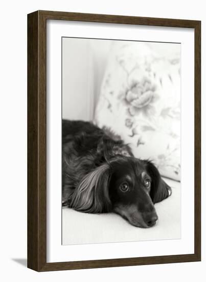 Dachshund Black and White-Karyn Millet-Framed Photographic Print