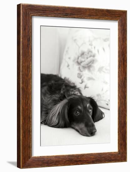 Dachshund Black and White-Karyn Millet-Framed Photographic Print