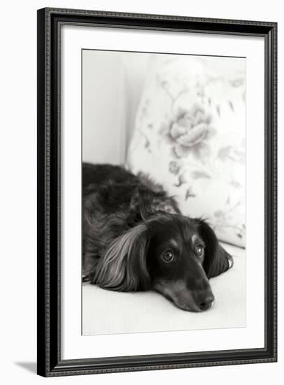 Dachshund Black and White-Karyn Millet-Framed Photographic Print