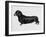 Dachshund (Canis Lupus), Canidae, Drawing-null-Framed Giclee Print
