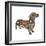 Dachshund Circles-Ron Magnes-Framed Giclee Print